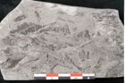 Foto (Detailansicht) von Neuropteris sp.  (NHMW-GEO-2024-0188-10697)